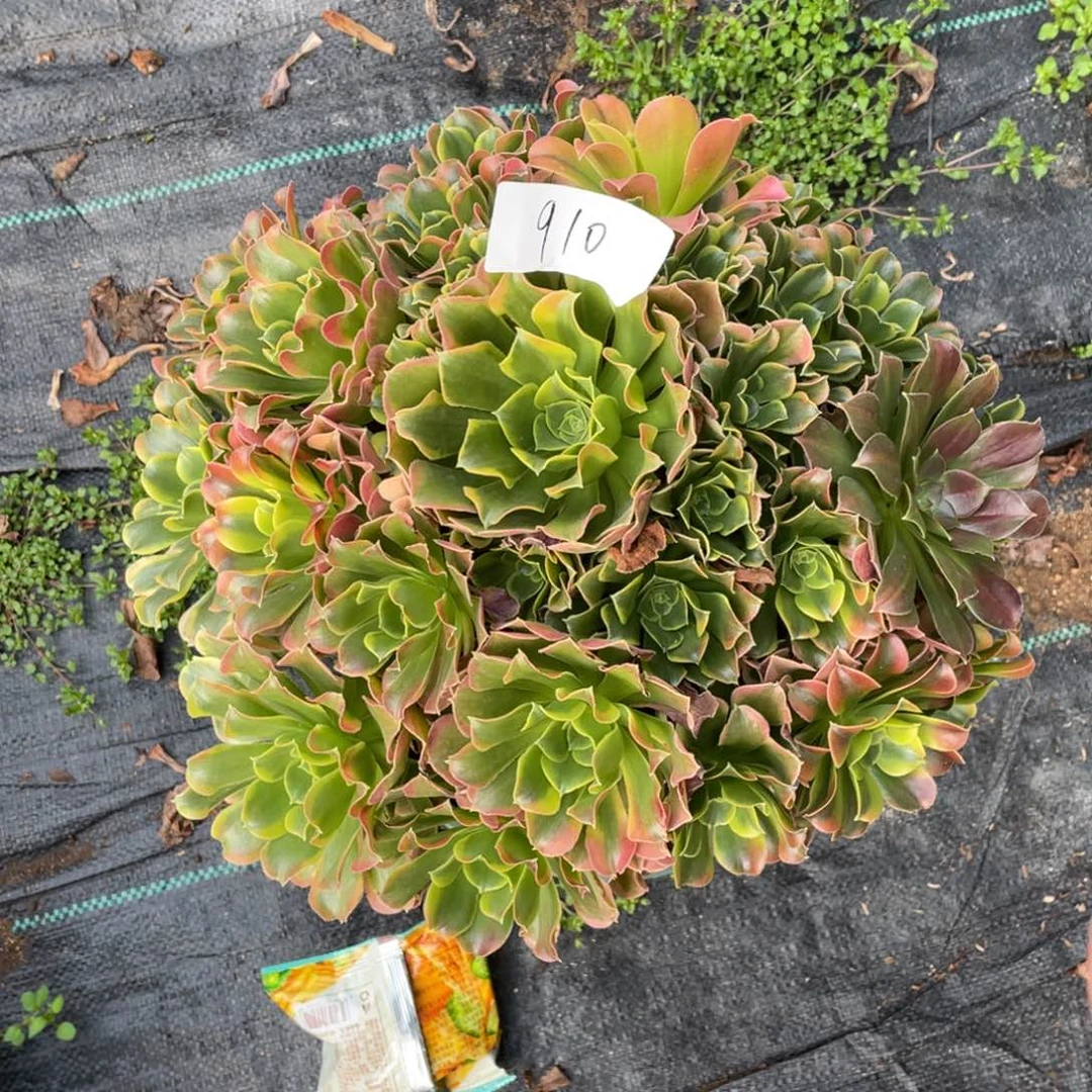 老五多肉91000000