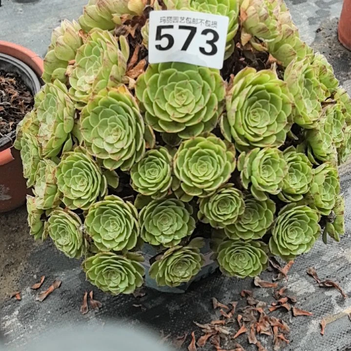 573万拉丝花花2-11