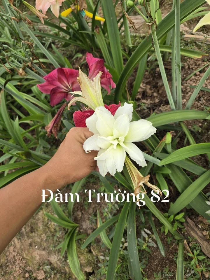S孤挺花园 DT82（DT育种）裸球