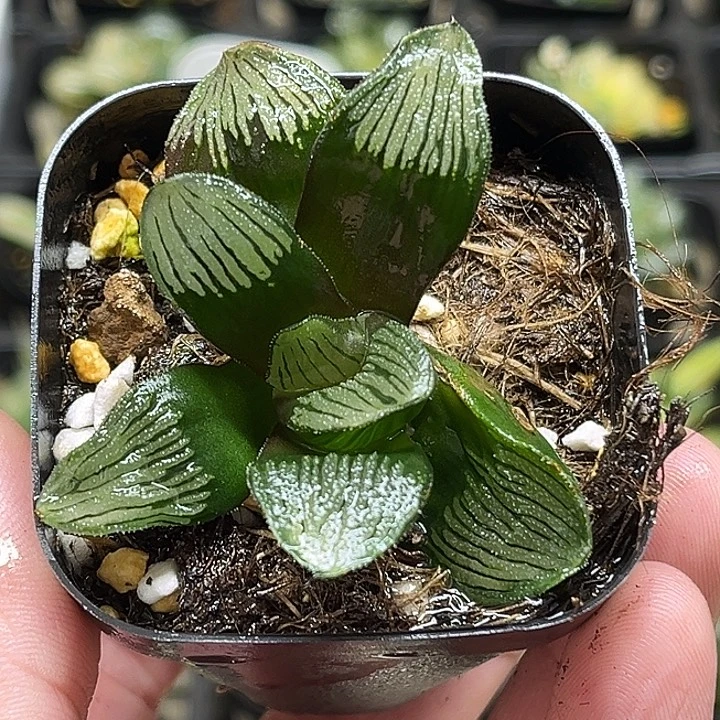 226云窗夜想之森锦