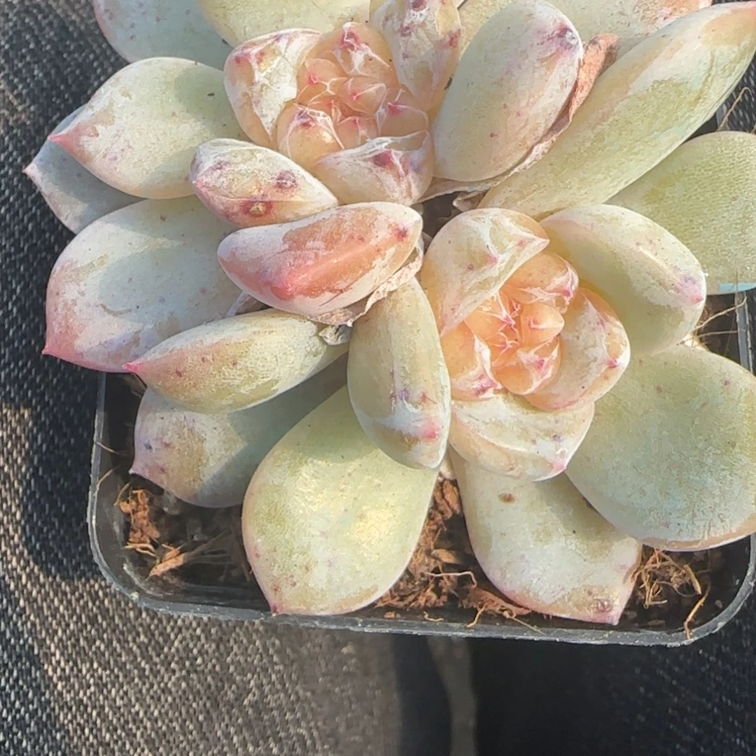 小卡拉米糖心一物一拍