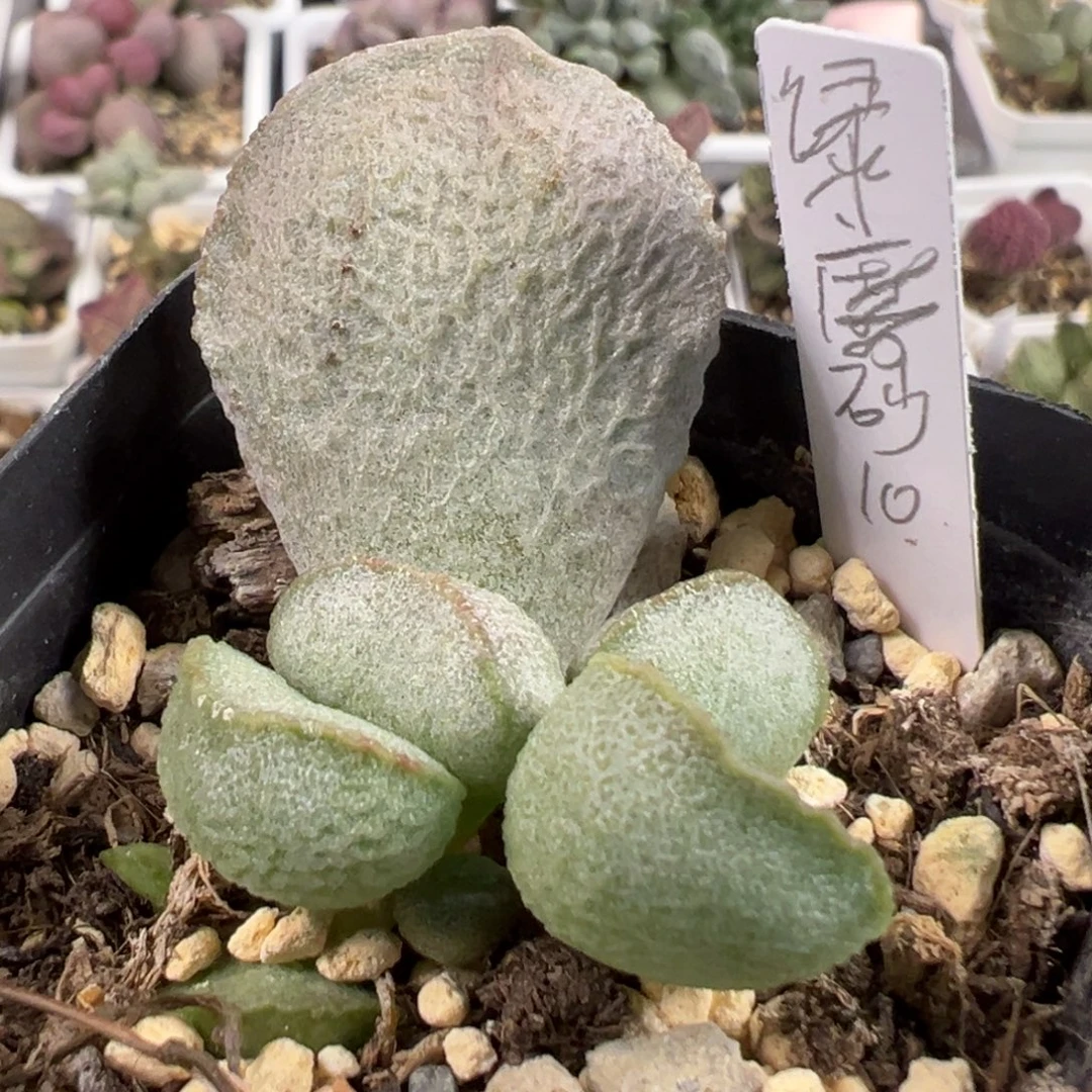 绿磨砂蛋大苗多肉植物水泡多肉植物