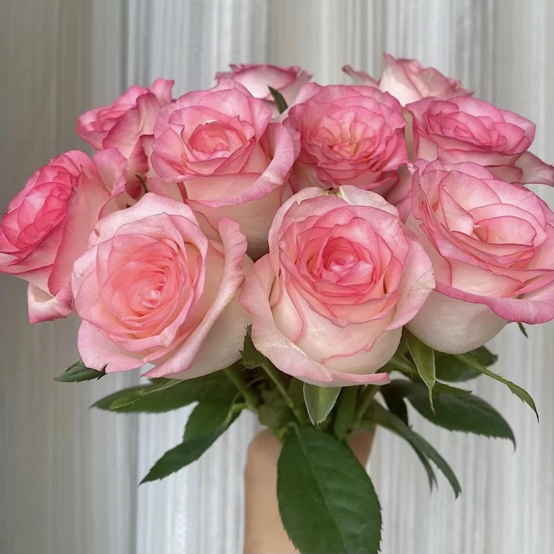 【艾莎】1加仑盆月季花苗盆栽阳台庭院花卉绿植四季开花