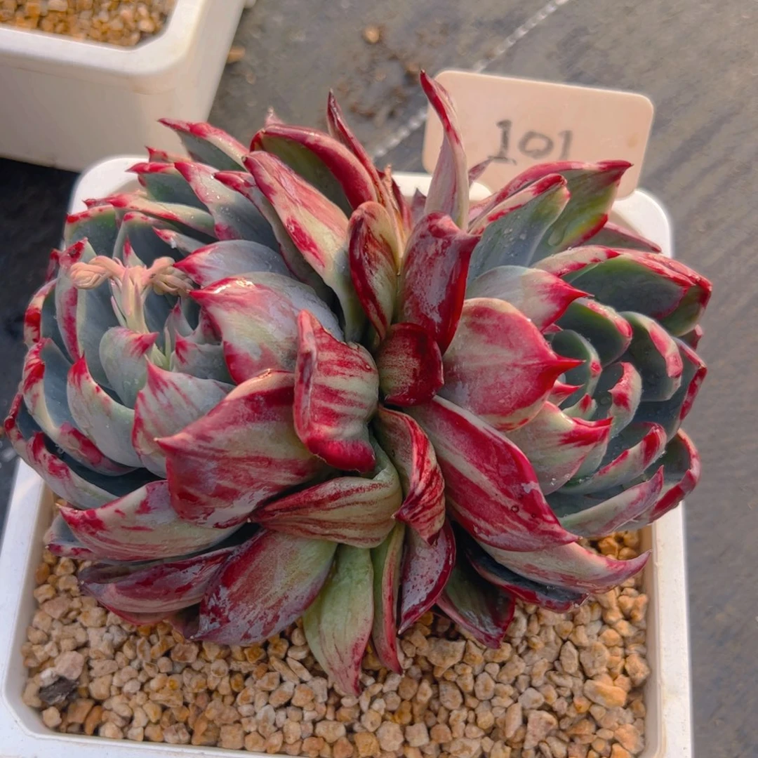 o*琳惊鸿仙子一物一拍101号