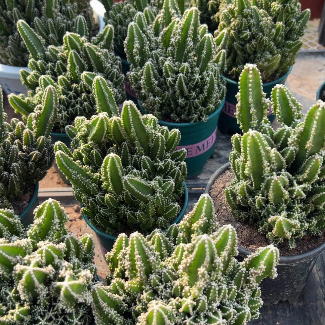万重山随机一颗。