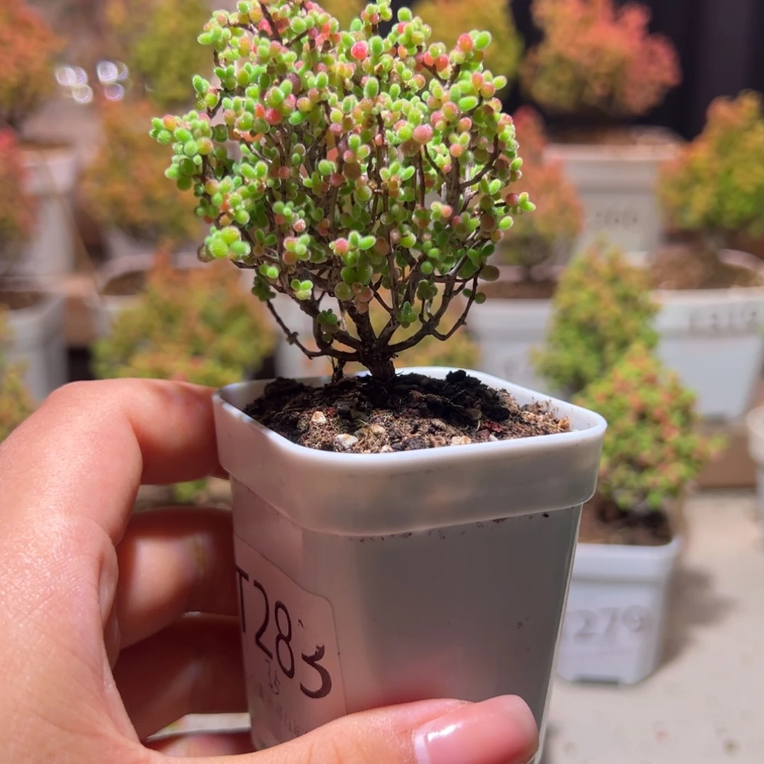 283蜜橘带土发货一物一拍