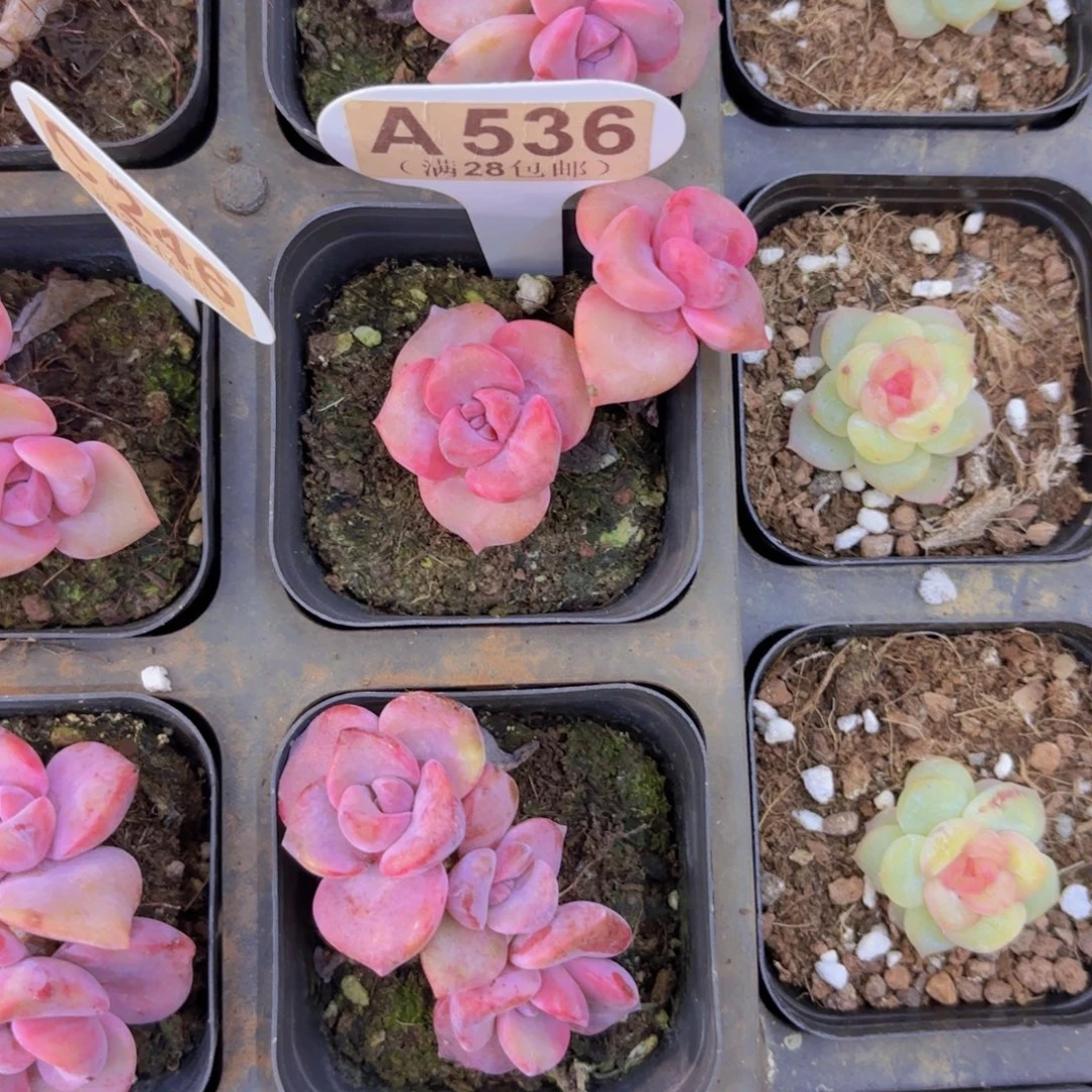 A536彩虹糖一物一拍