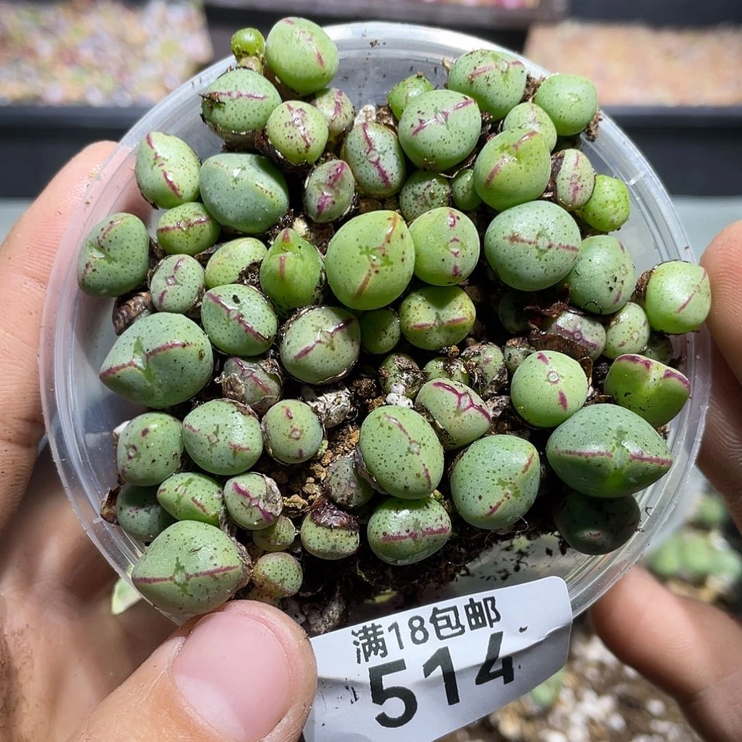 514当天凑满十八元包邮生石花