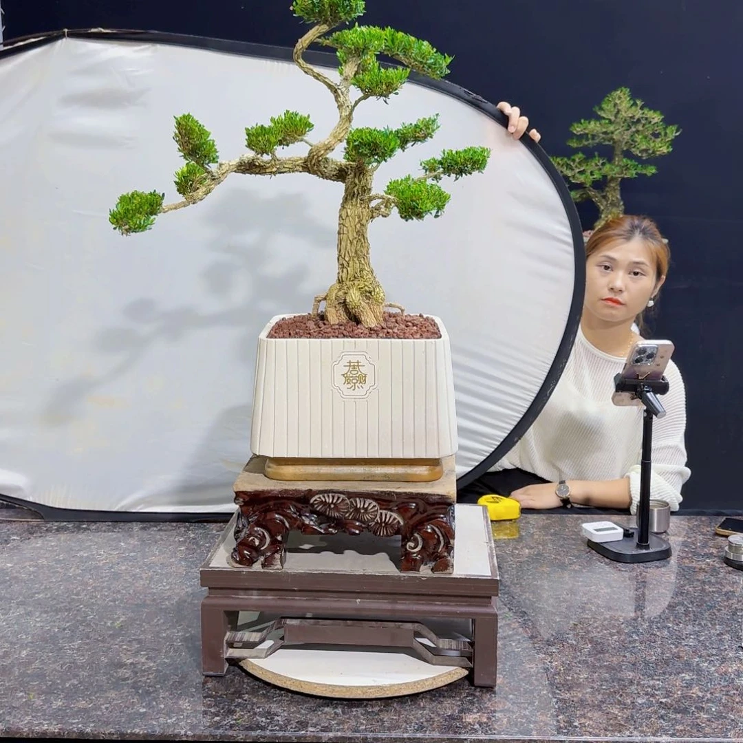 当前无花朵，栽培后可花朵