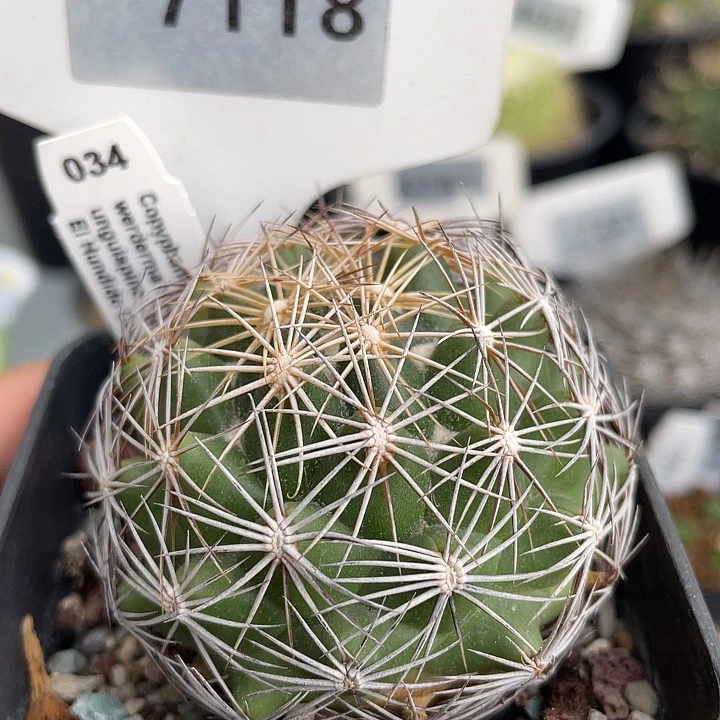 7118 精美丸变种实生裸根发货