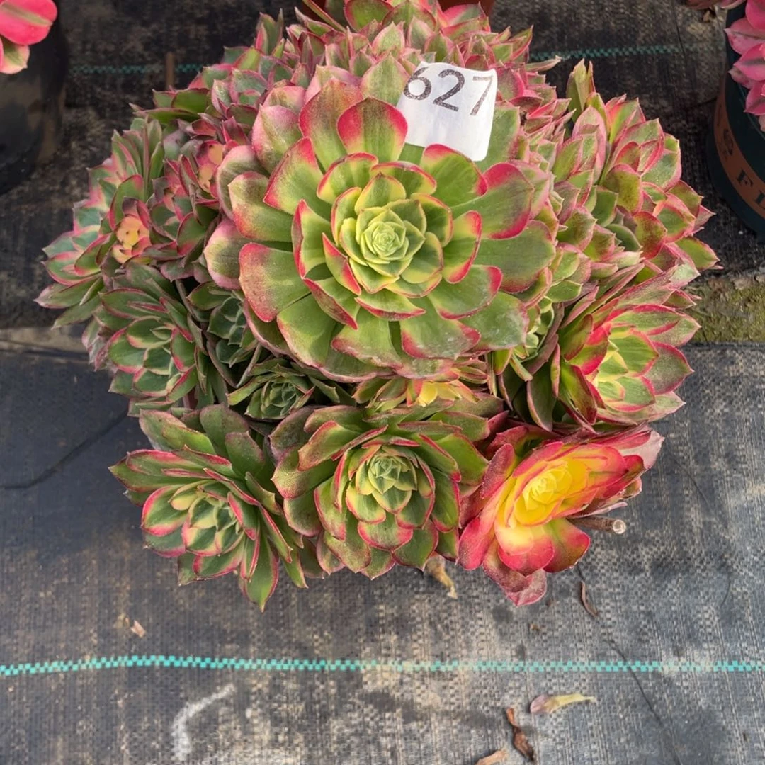 627.海仙多肉植物