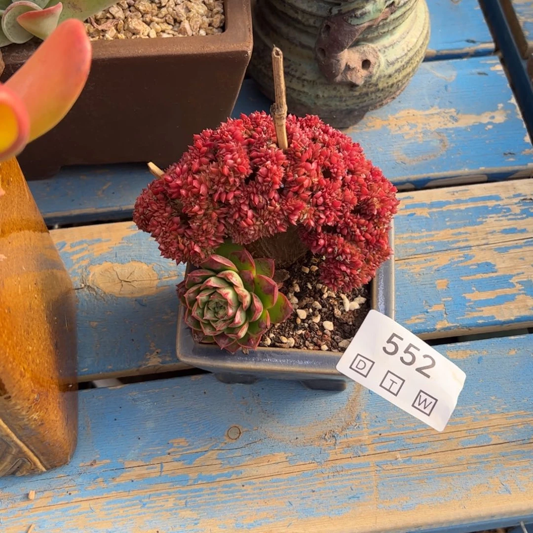 552多肉植物纤维维生素