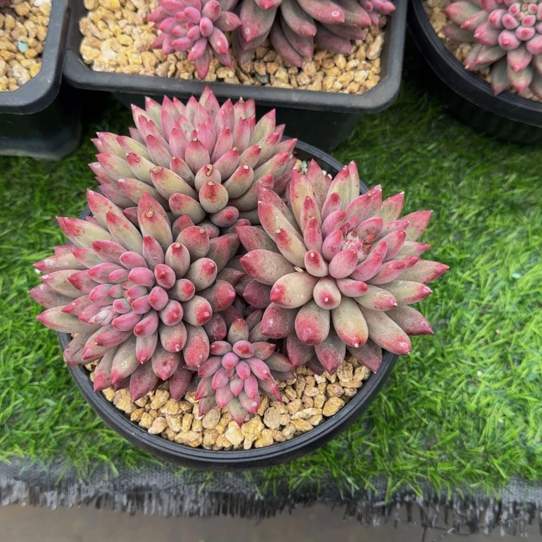 f****9专拍不退不换