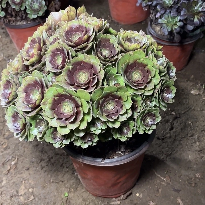多肉植物万圣节49