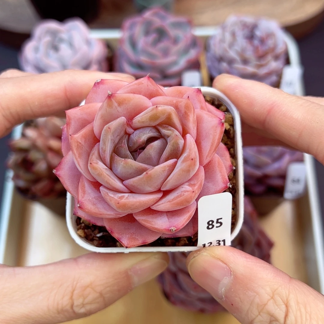 好好看85、哈哈哈哈