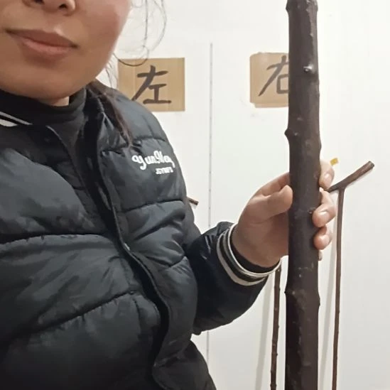 精品原木直播精品