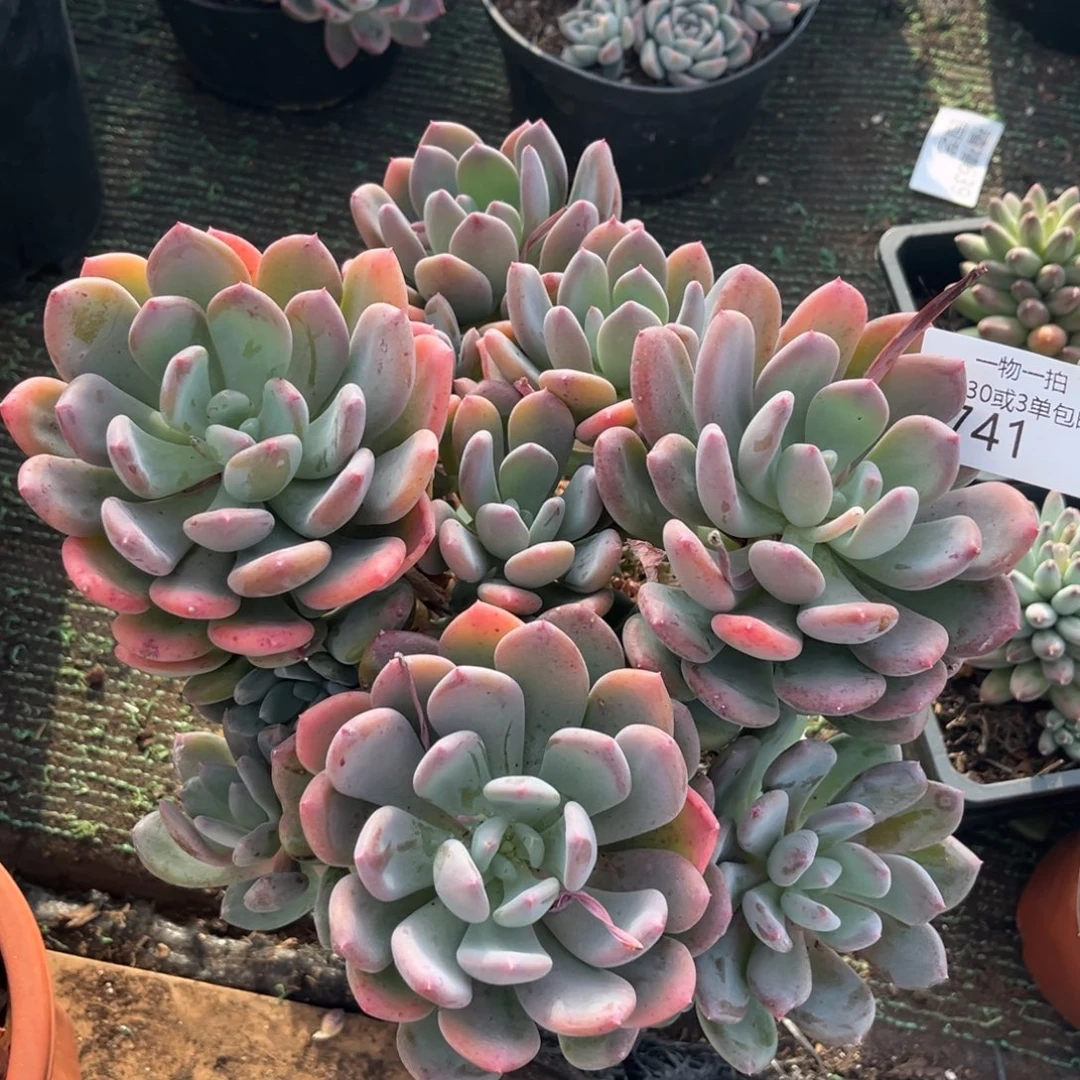 741灰姑娘多肉植物……