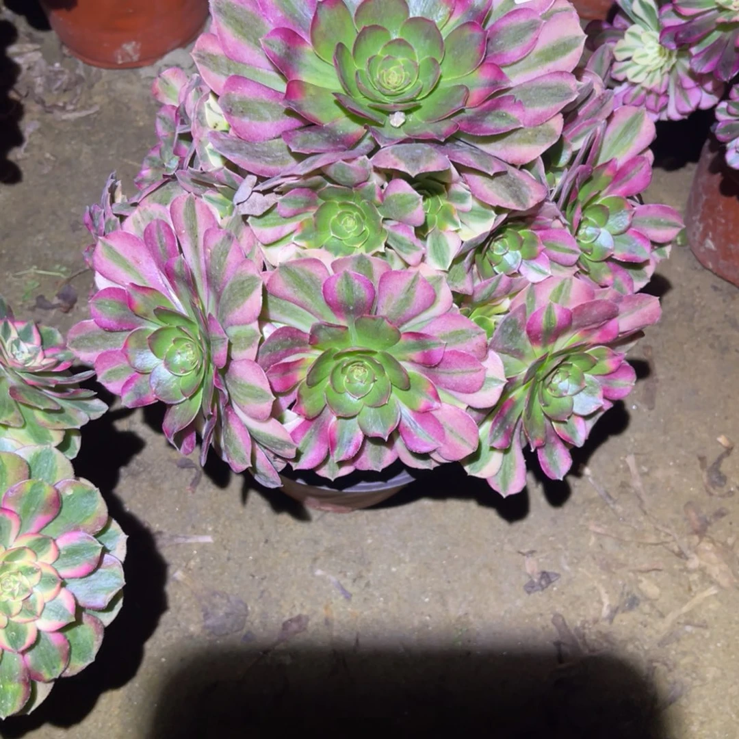 12-12-31雨荷法师锦