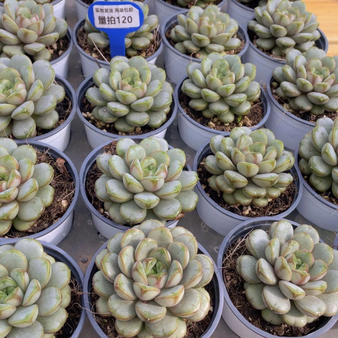 量拍120号 葡萄大单头一个