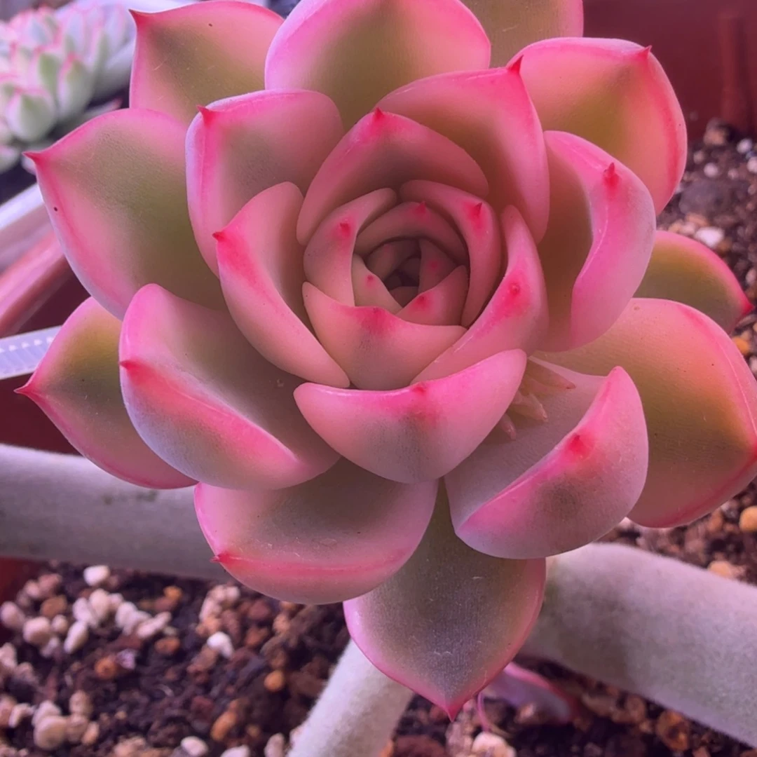 星河锦 多肉植物锦