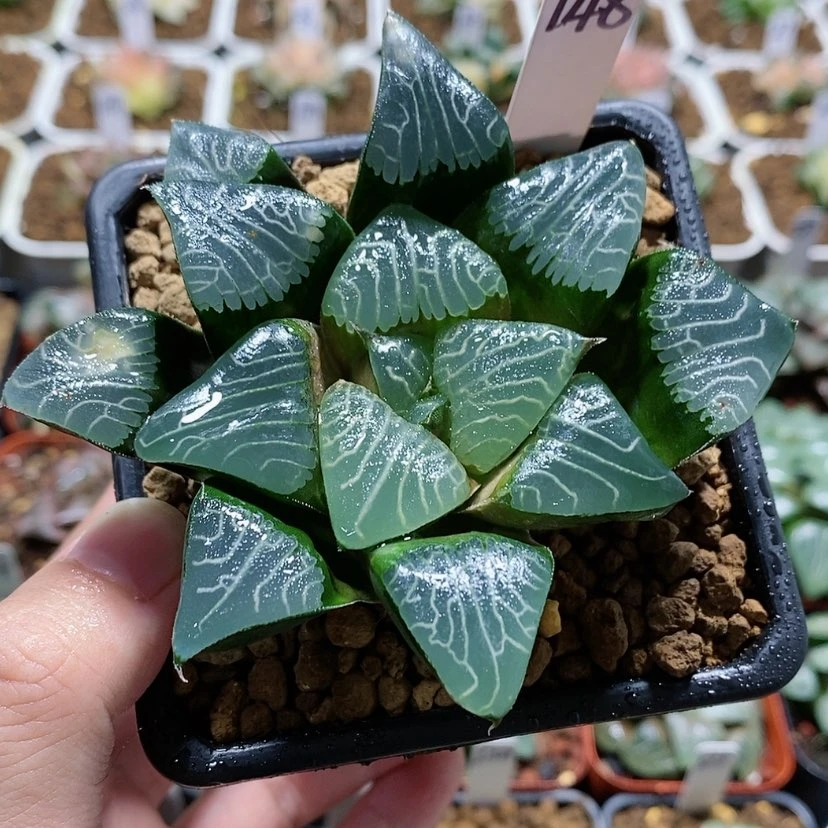 【闪购商品】148超级克