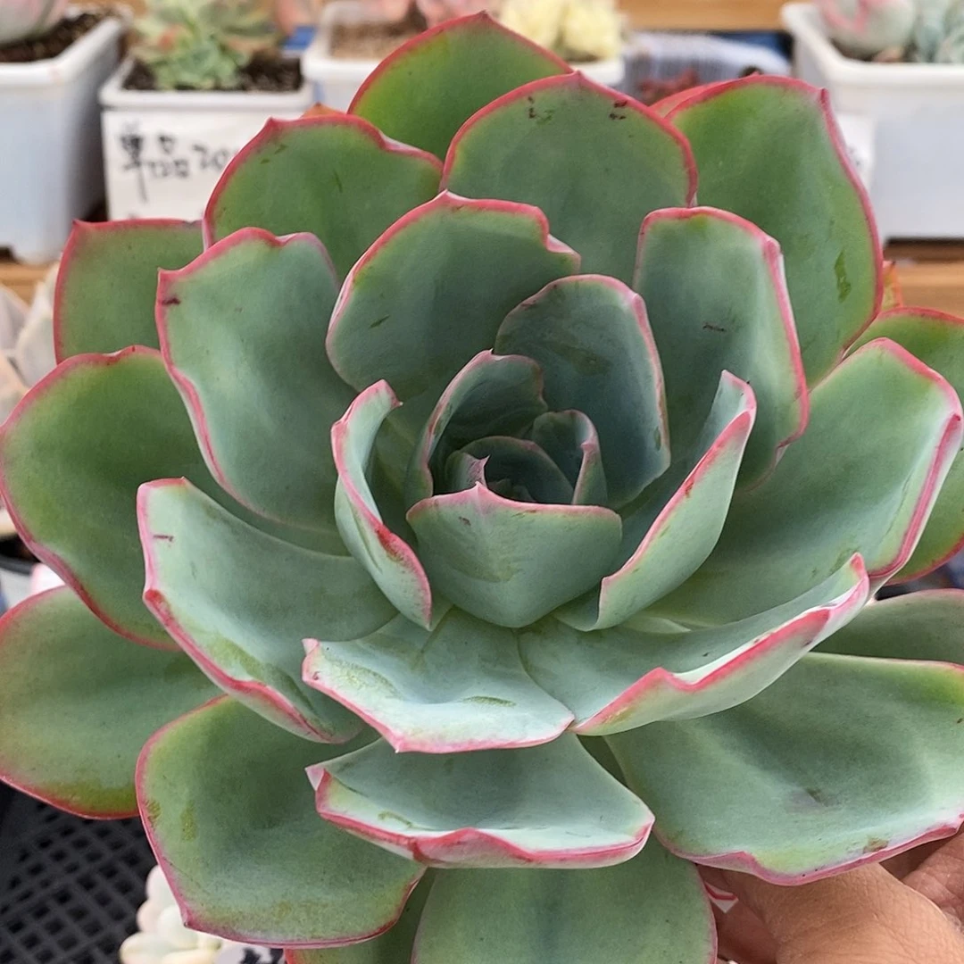 1043 大霓虹灯多肉