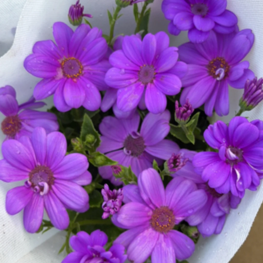 瓜叶菊浅紫色盆栽