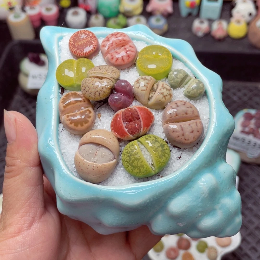 w5340 带盆土发货-零下地区拍保温箱