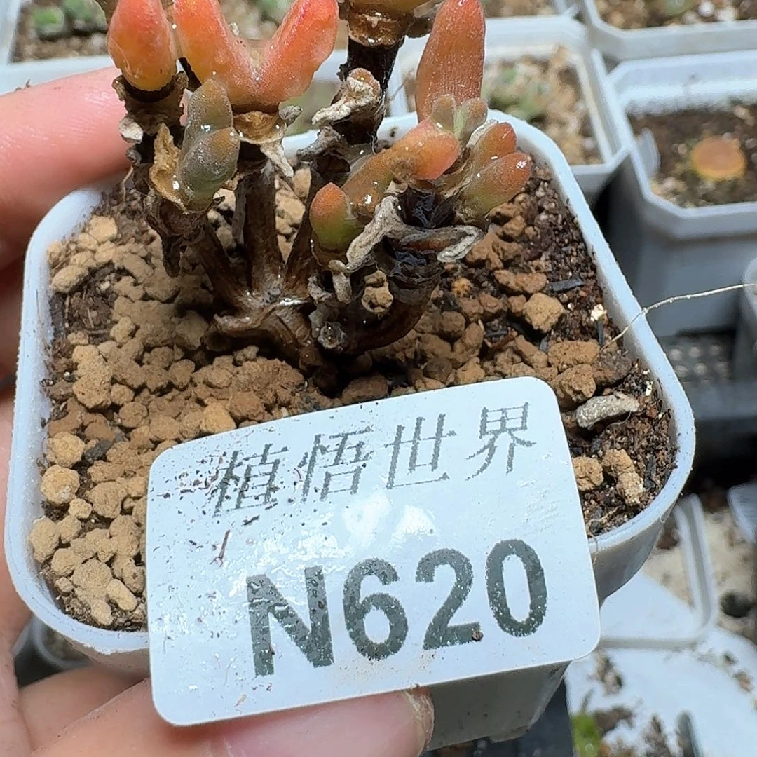 620号多肉植物哇c g