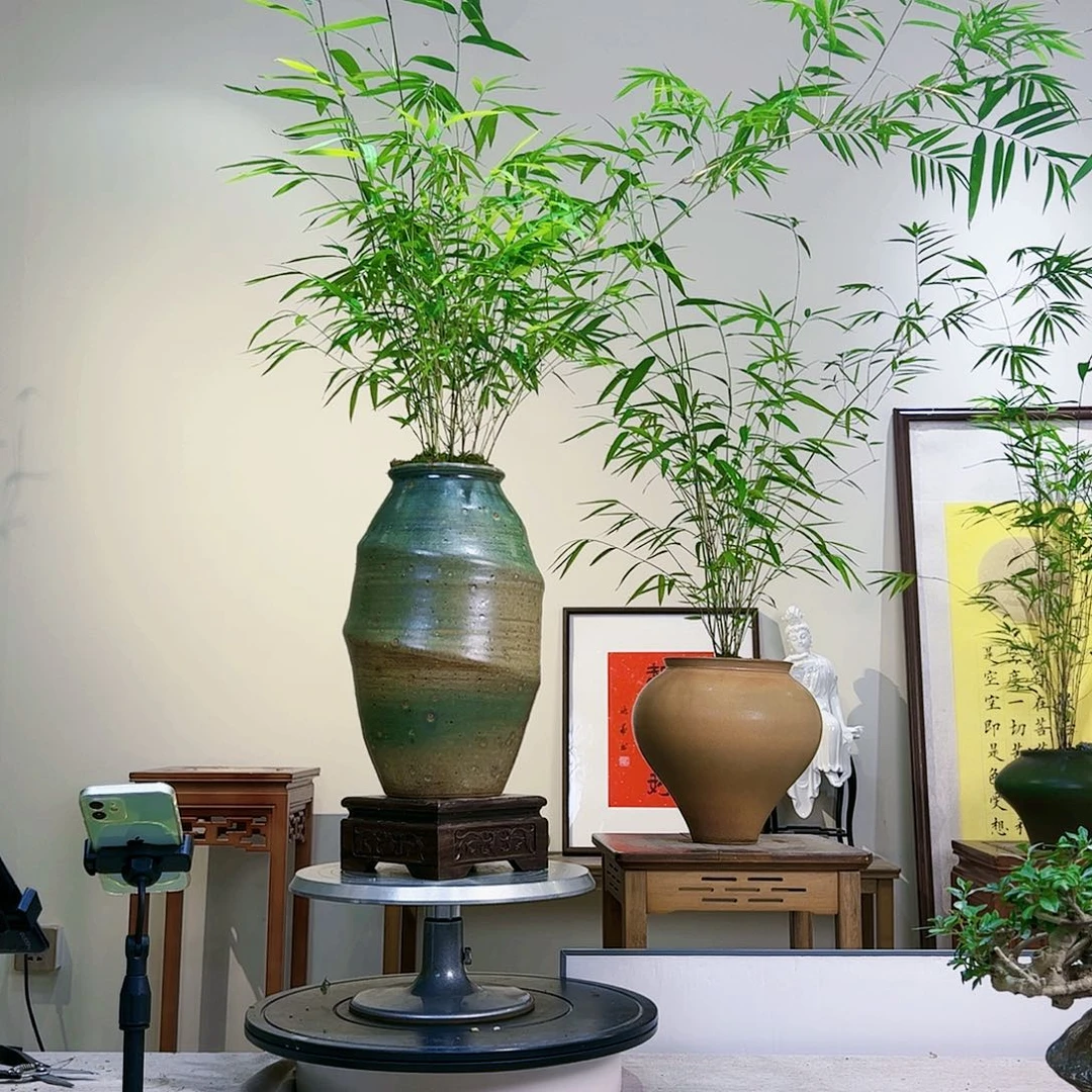 星**火老桩精品竹盆景