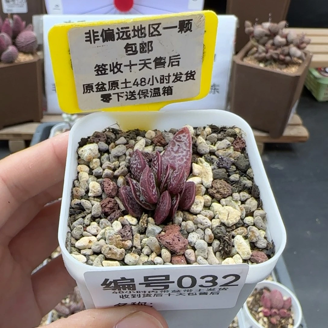 032赤兔爱掉叶多肉