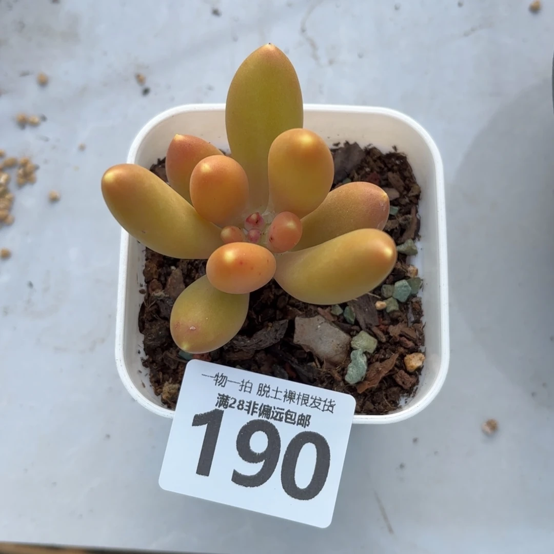 金蟾单头无盆土发货