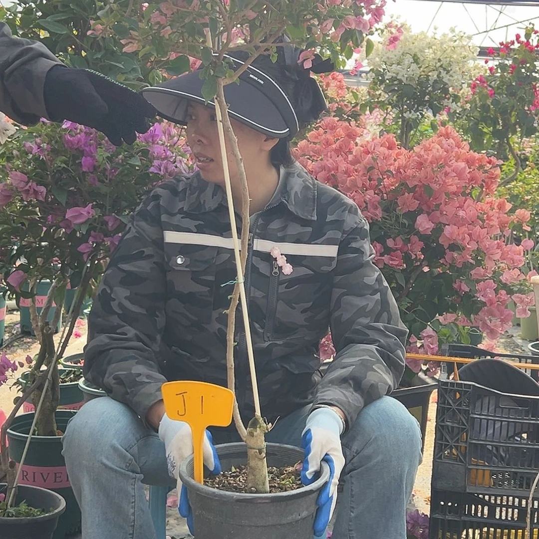 南***乐大部分花苞少量开放J1魔法樱花