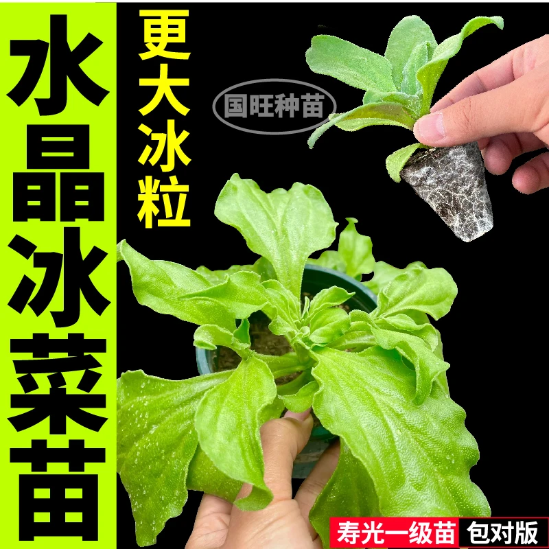 山东寿光水晶冰草苗秧含天然植物盐大叶水晶冰菜种苗更大冰粒盆栽