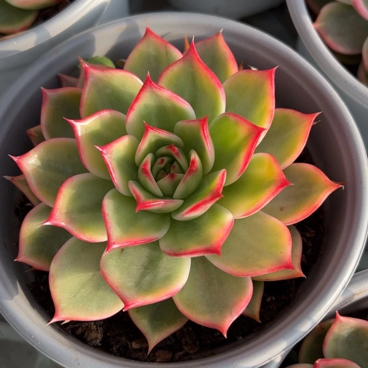 桃花锦一物一拍锦龙