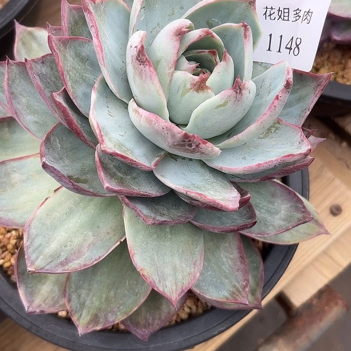 天***天1148一颗8888888888