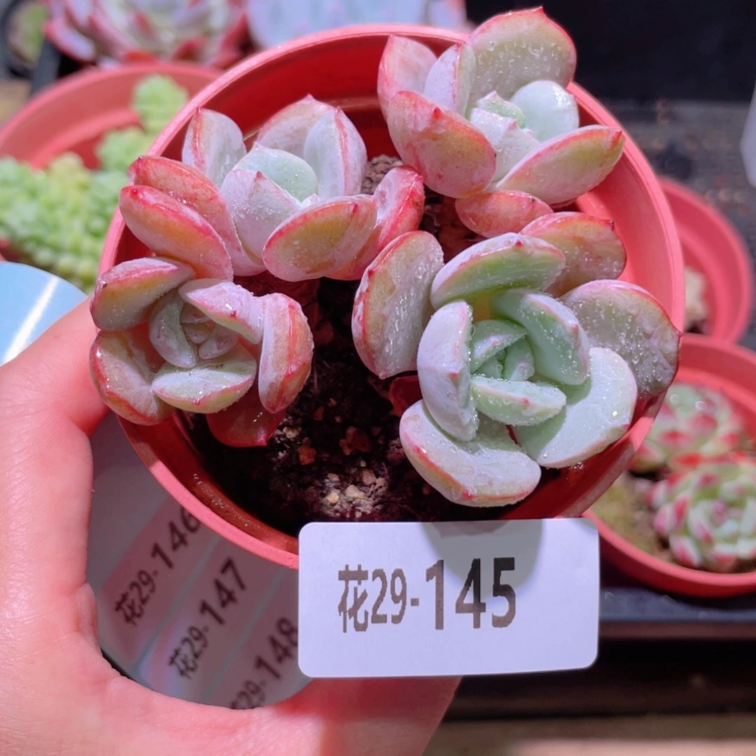 花利美29-145新品
