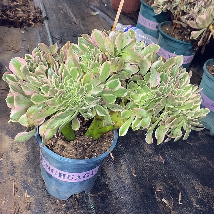 女神缀多肉植物029