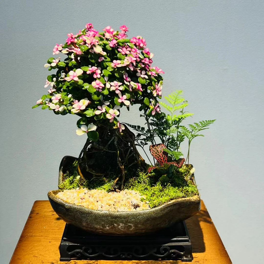 瓦韵盆提跟老桩金枝玉叶+镂空座+一瓶营养液