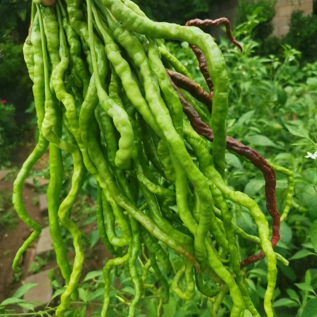 贵州鸡爪山辣椒二荆条细长香辣农家自种薄皮新鲜现摘现发应季蔬菜