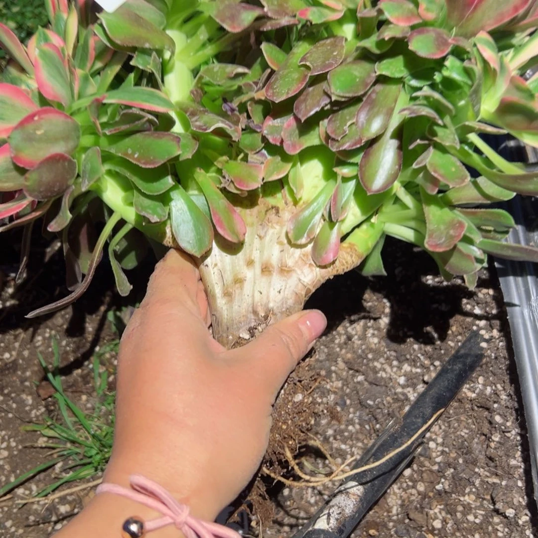 559 号多肉植物法师新年福利