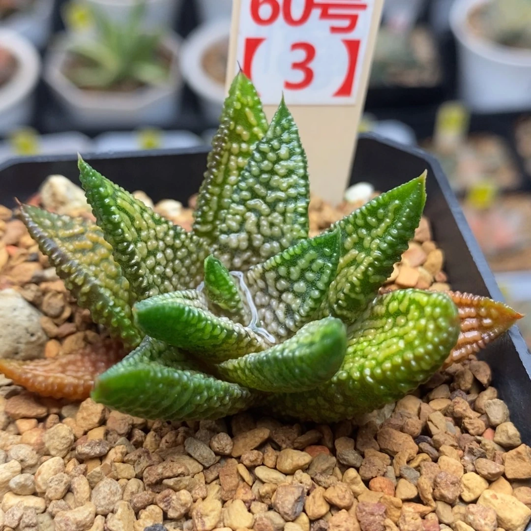 60大理石女王一物一拍