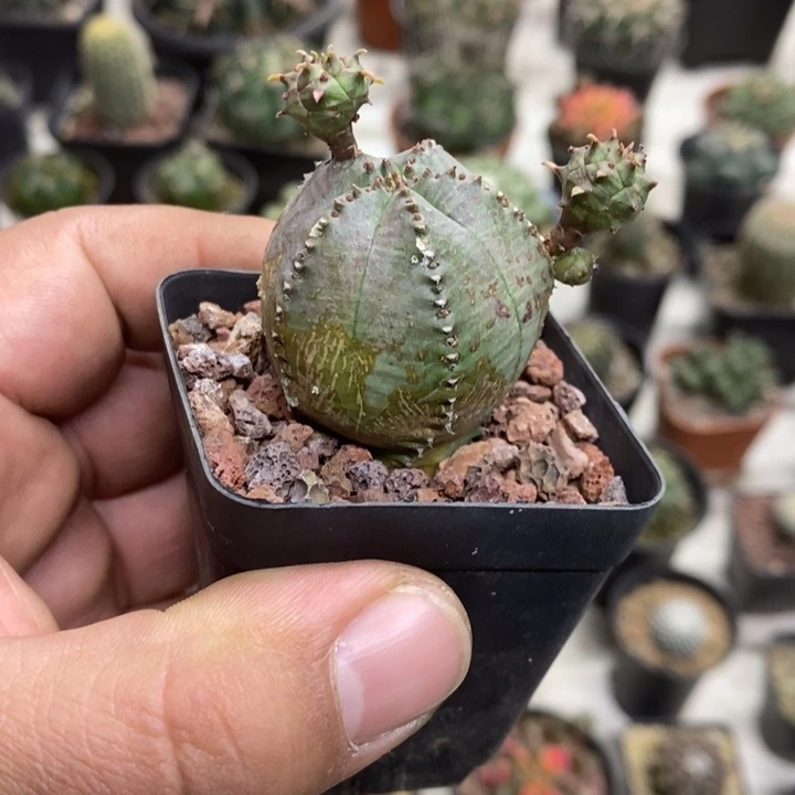 子吹布纹球特价福利