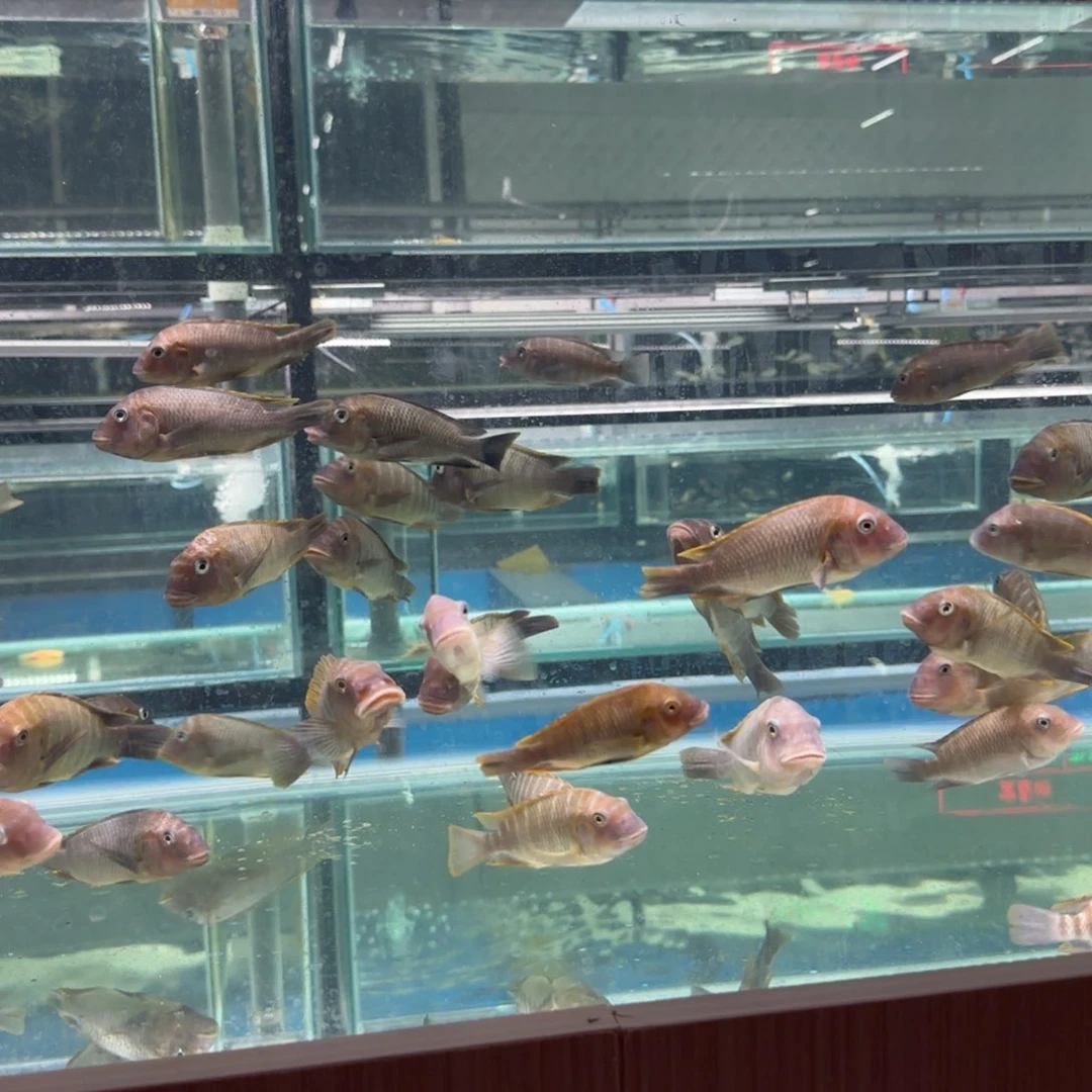A***a慈鲷法姆拉12-13厘米一条