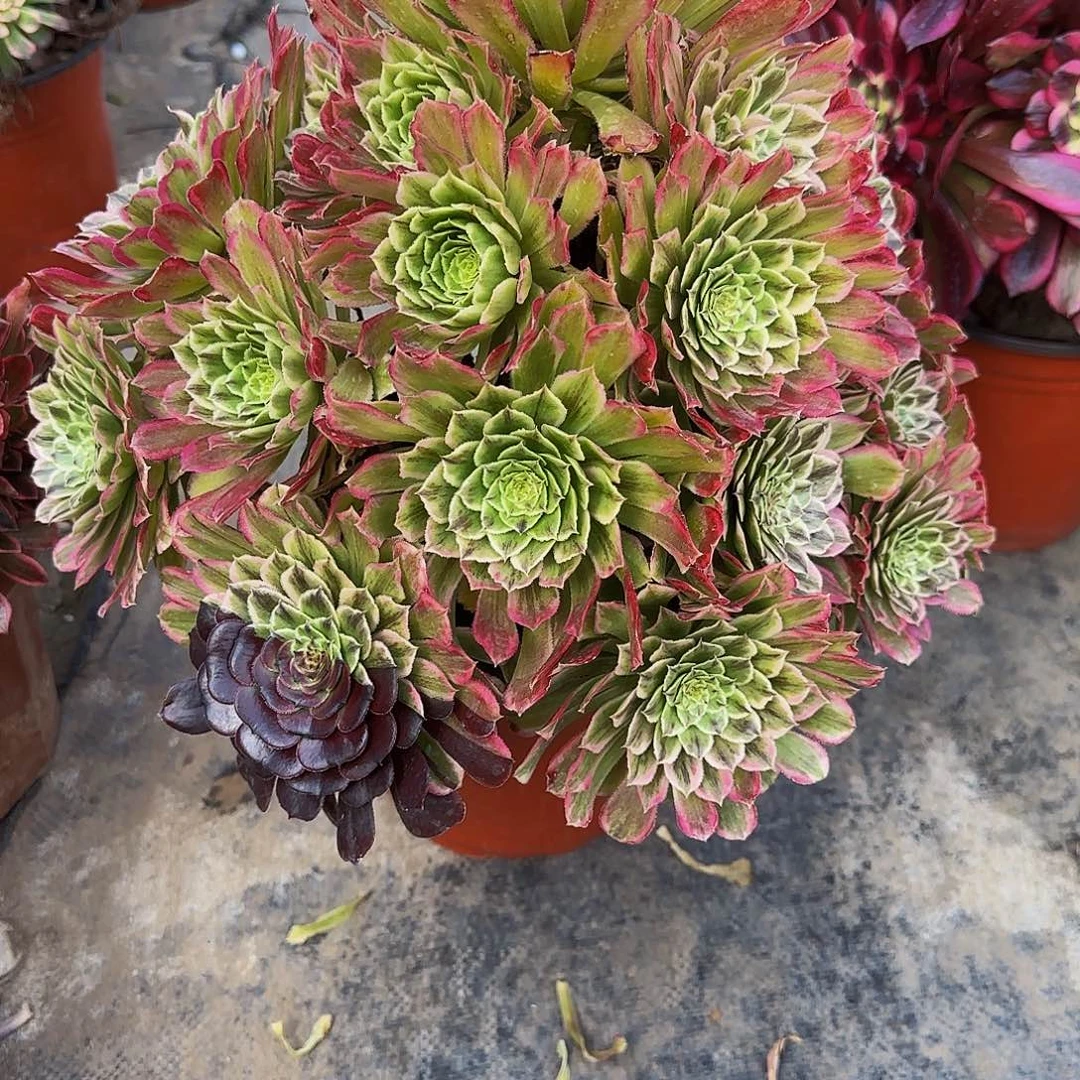 去粉黛一颗特价，无售后884