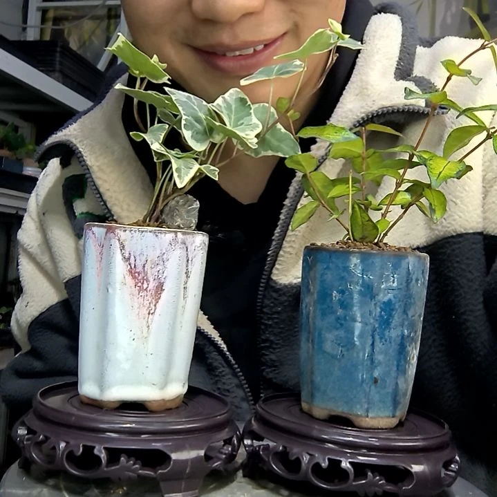 又****干中青园艺一物一拍花423