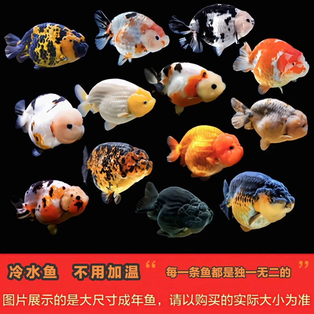 【兰寿苗8+2路损10条】兰寿鱼苗好养耐活的多种冷水观赏鱼苗