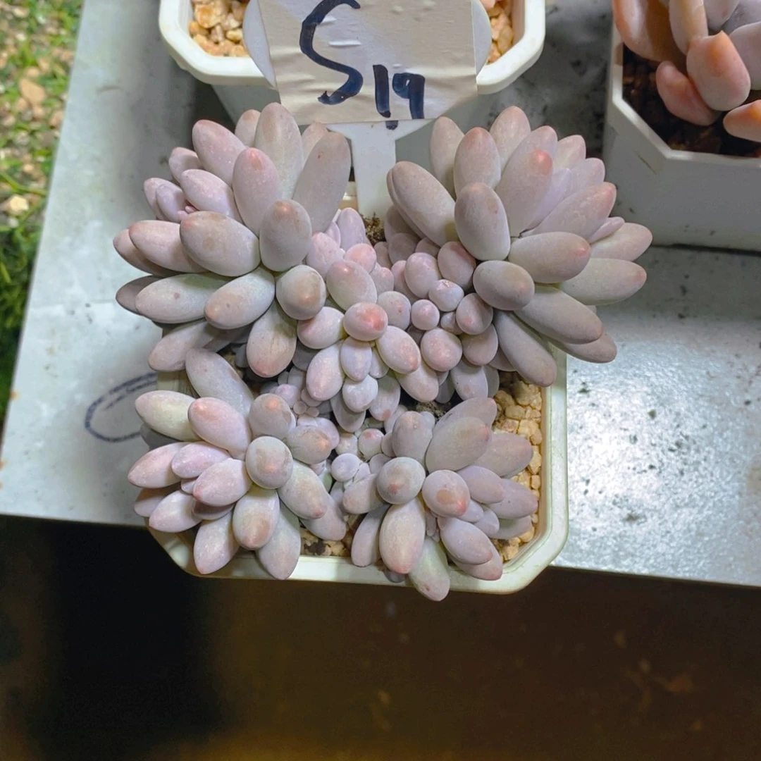 小*儿婴儿手指群多肉植物