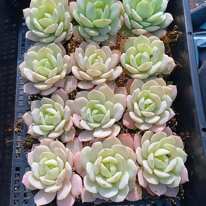 162 多肉植物盆栽花卉盆栽