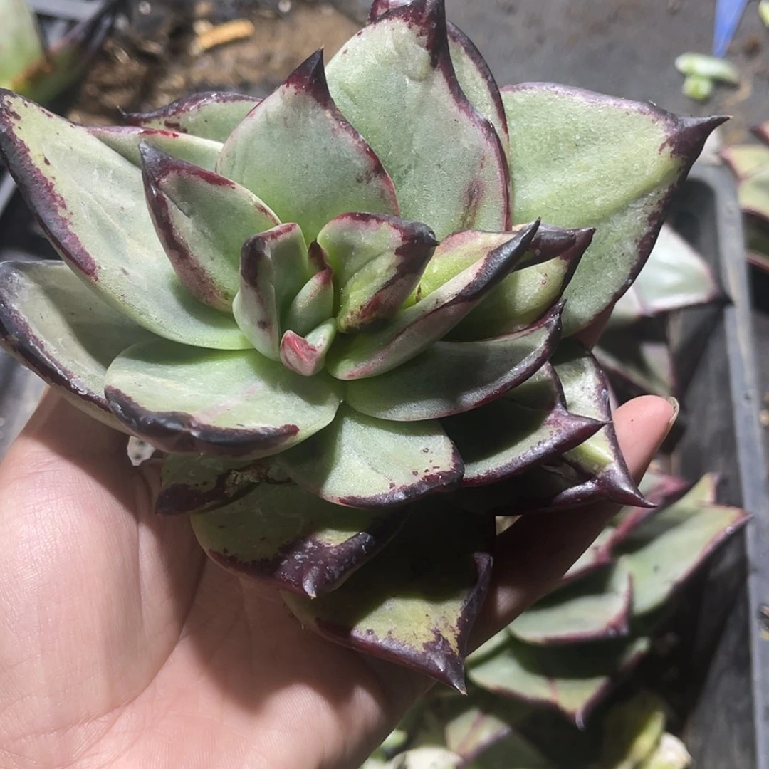 胜*多肉植物一组一排排